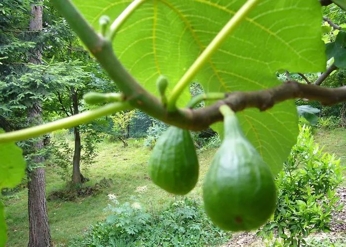 Holiday home Casa Tornina By Interhome Cremia